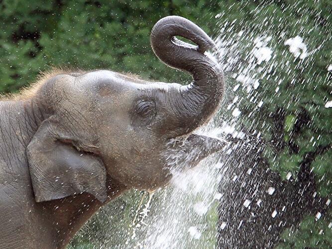 Abkühlung im Elefantengehege