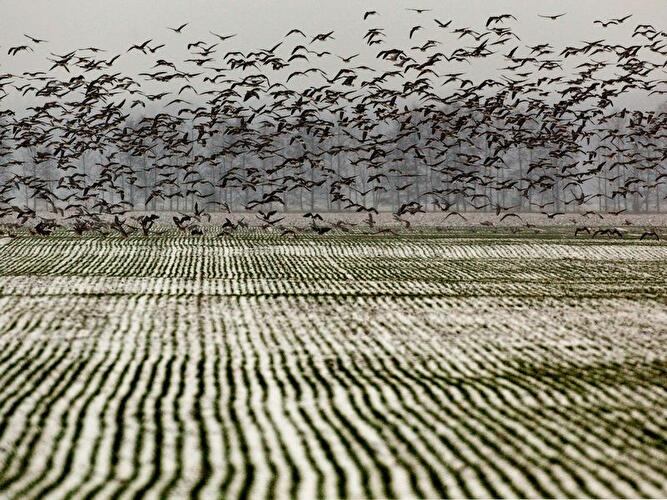 Wildgänse im Oderbruch