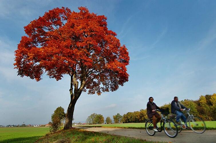 Radfahrer im Herbst