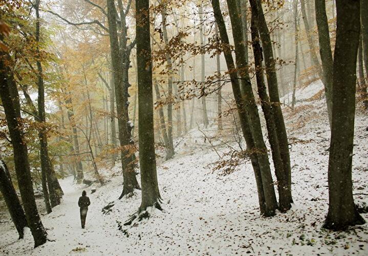 Spaziergang im Winterwald