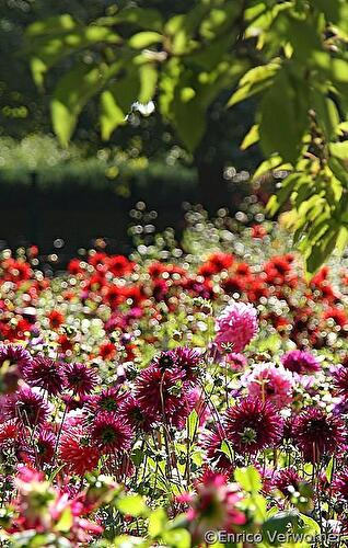 Dahlienfeuer Britzer Garten 2010