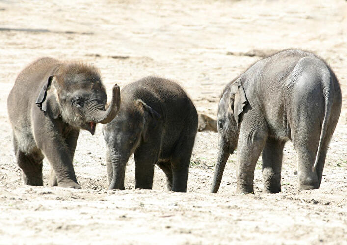Tierpark Berlin