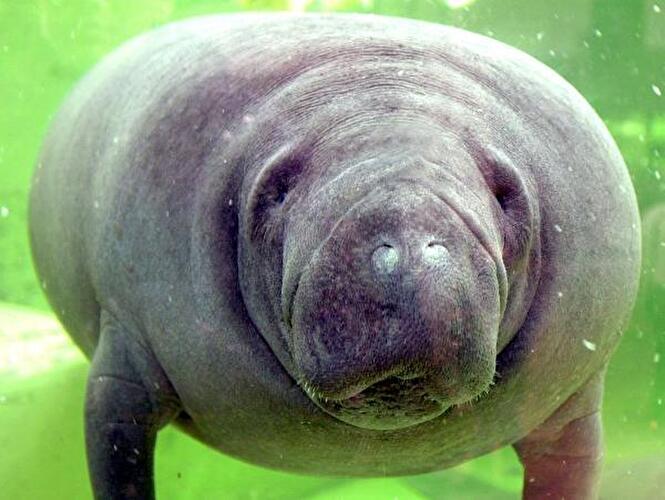 Komische Gesichter der Berliner Zoos