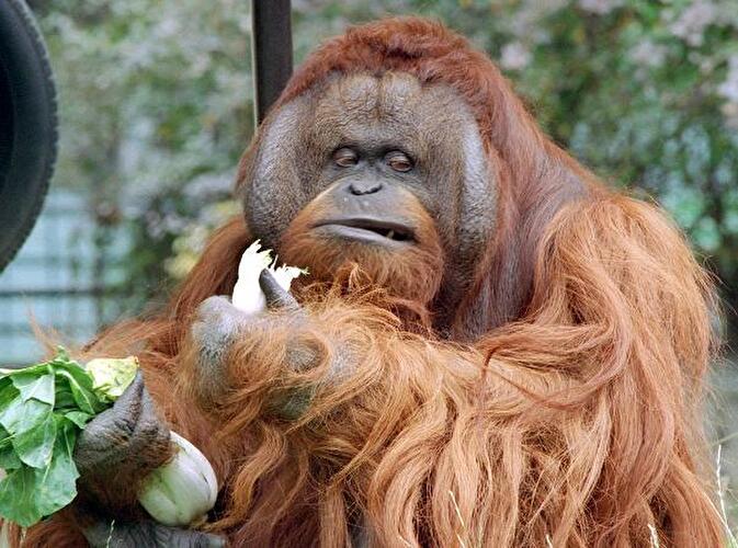 Komische Gesichter der Berliner Zoos