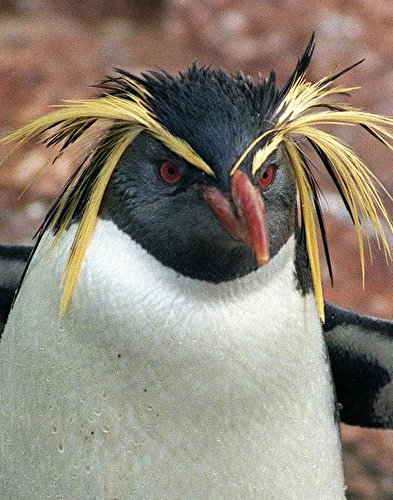 Komische Gesichter der Berliner Zoos