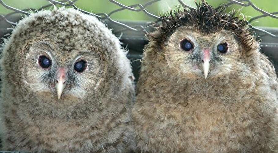 Komische Gesichter der Berliner Zoos