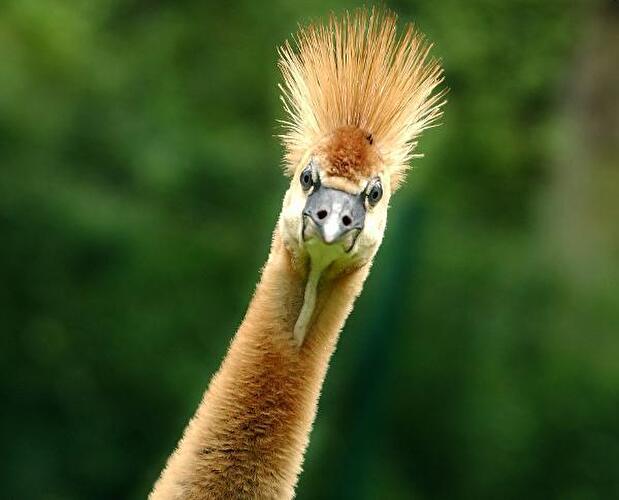 Komische Gesichter der Berliner Zoos