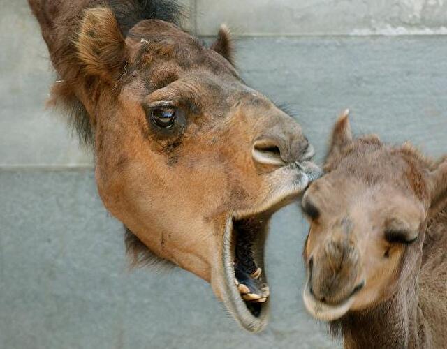 Komische Gesichter der Berliner Zoos