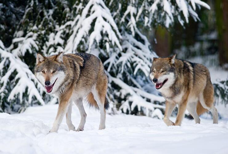 Wildpark Schorfheide: Wölfe im Winter