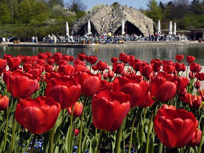 Rote Tulpen im Britzer Garten in Berlin