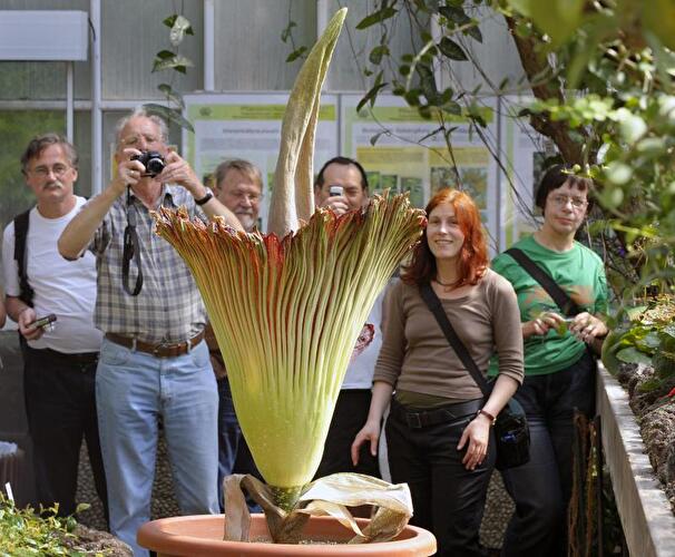 Titanenwurz im Botanischen Garten von Berlin