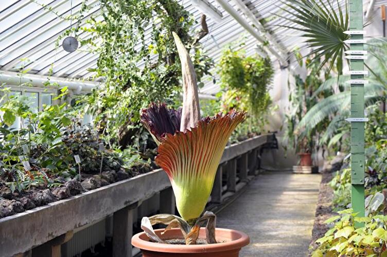 Titanenwurz im Botanischen Garten von Berlin