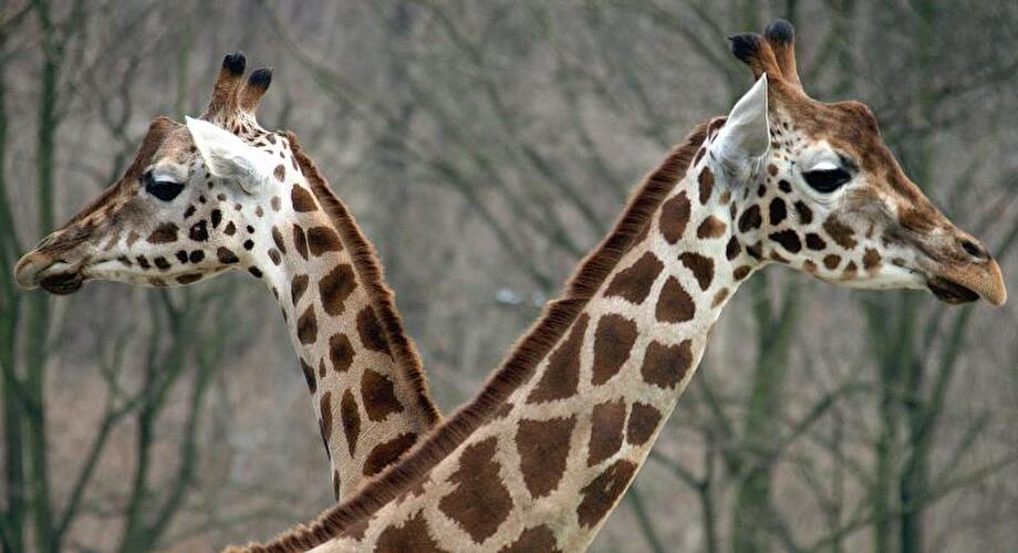 Tierpark Friedrichsfelde Berlin