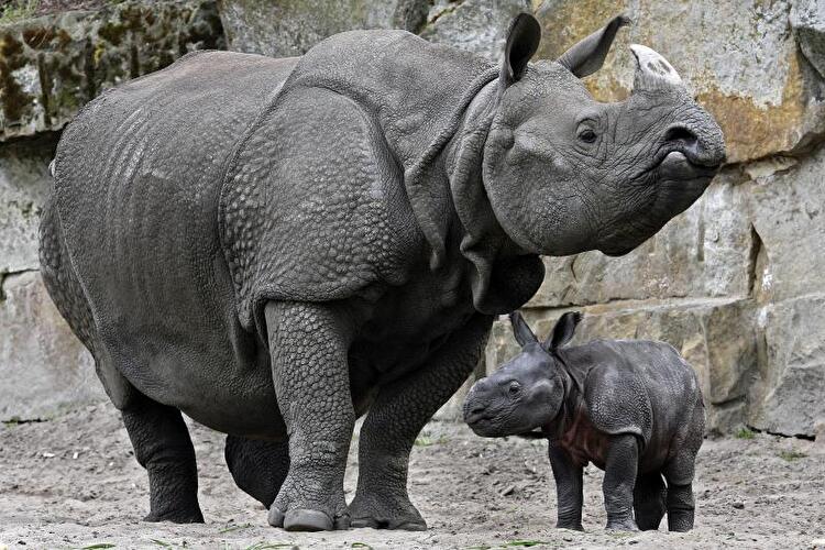Tierpark Friedrichsfelde Berlin