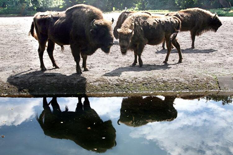 Tierpark Friedrichsfelde Berlin