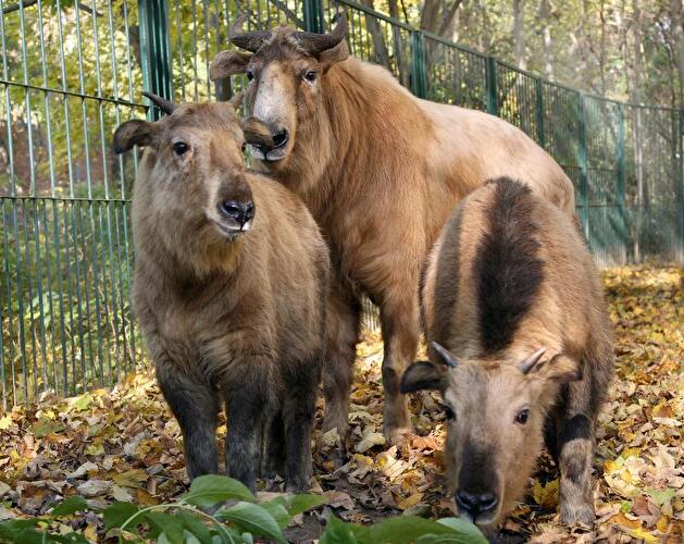 Tierpark Friedrichsfelde Berlin