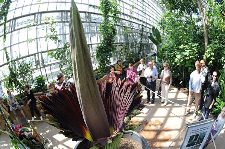 Titanenwurz im Botanischen Garten Berlin