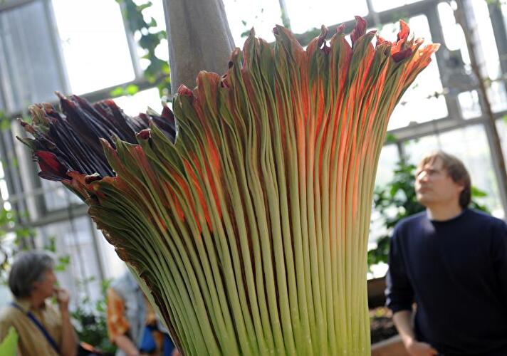 Titanenwurz im Botanischen Garten Berlin