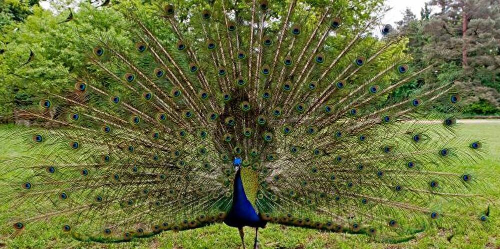 Pfaueninsel in Berlin