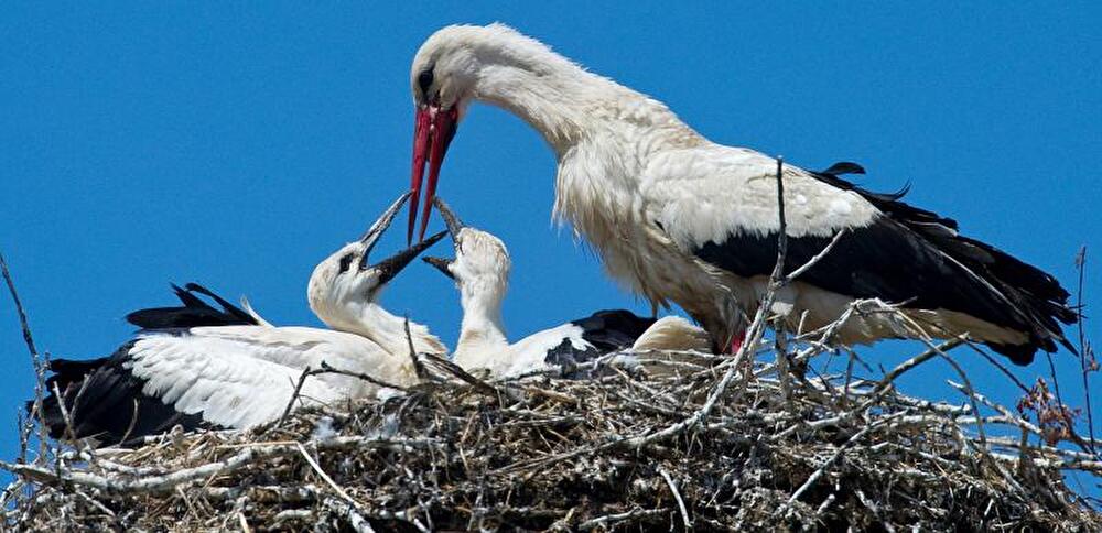 Storchennest in Biegen