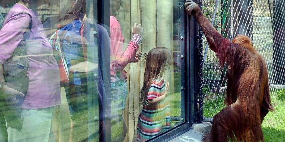 Neue Orang-Utan-Anlage im Berliner Zoo