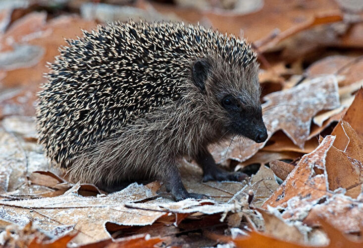 Herbst in Berlin 2011
