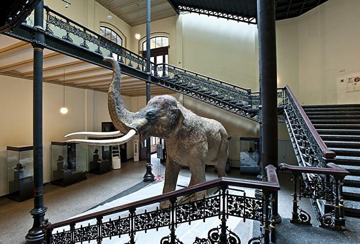 Elefantenreich - Museum für Naturkunde