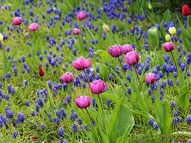 Tulipan Ausstellung im Britzer Garten