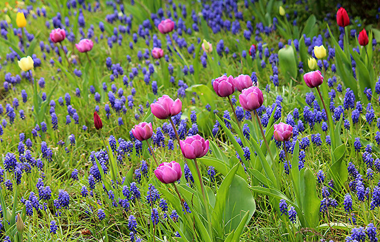 Tulipan Ausstellung im Britzer Garten