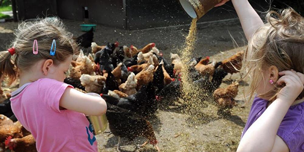 Mädchen füttern Hühner auf einem Bauernhof