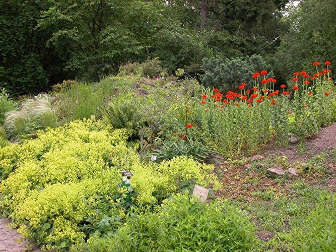 Sommer im Botanischen Garten