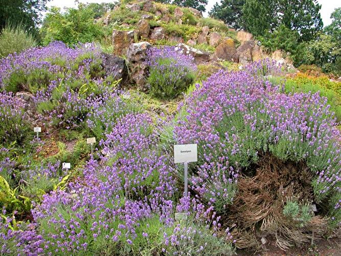 Sommer im Botanischen Garten