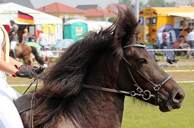 Eröffnung Ovalpferderennbahn Karlshorst  und Deutsche Jugend Islandpferd Meisterschaft 2012