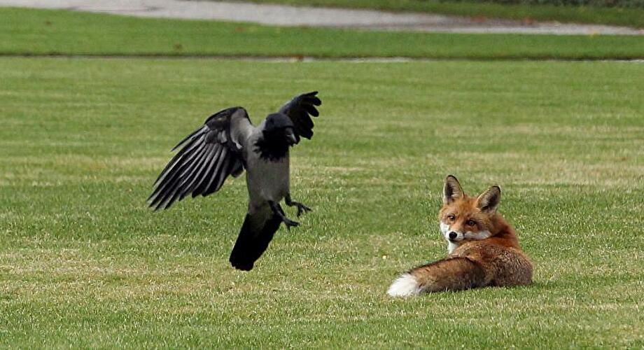 Fuchs im Garten vom Bundeskanzleramt