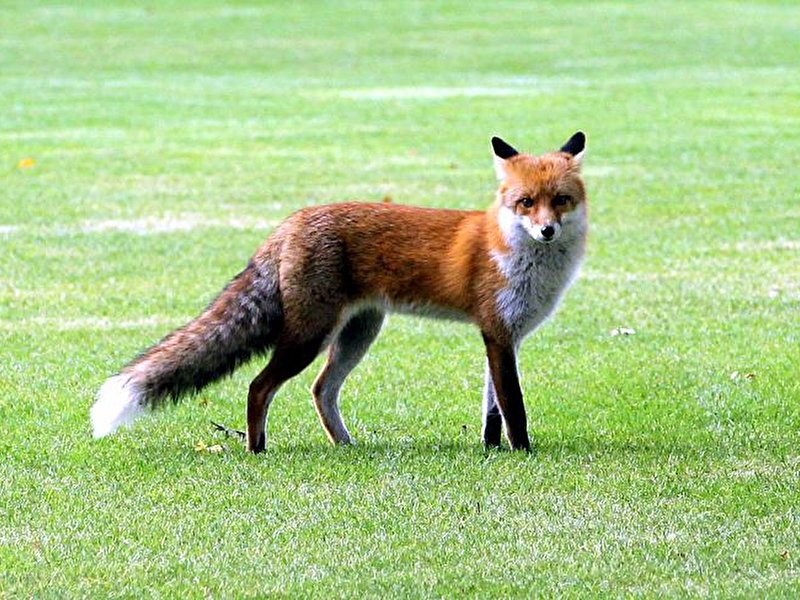 Fuchs im Garten vom Bundeskanzleramt