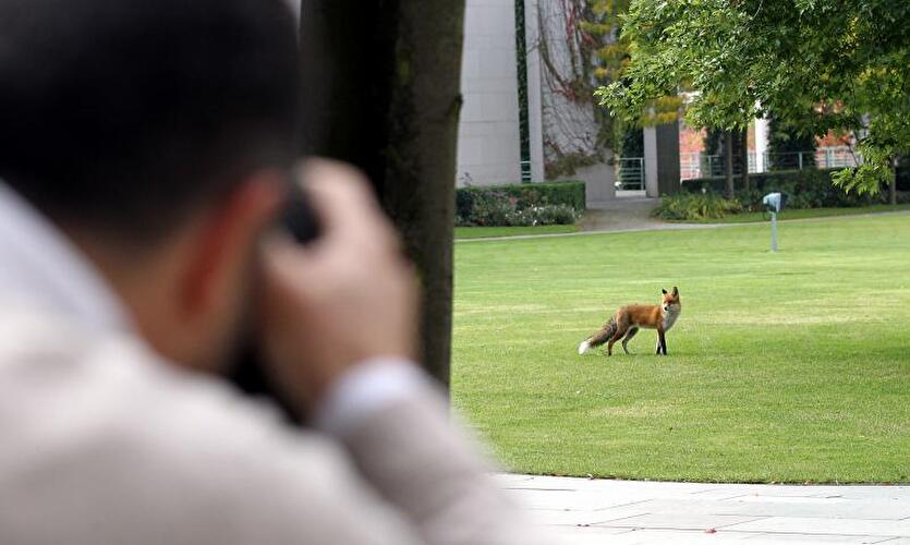 Fuchs im Garten vom Bundeskanzleramt