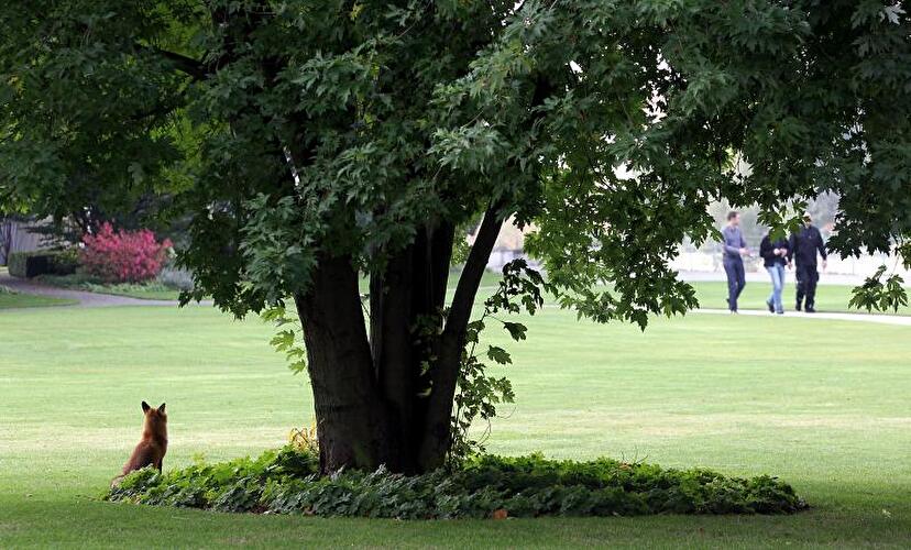 Fuchs im Garten vom Bundeskanzleramt