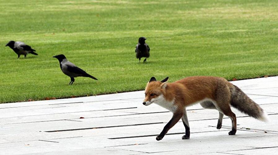 Fuchs im Garten vom Bundeskanzleramt