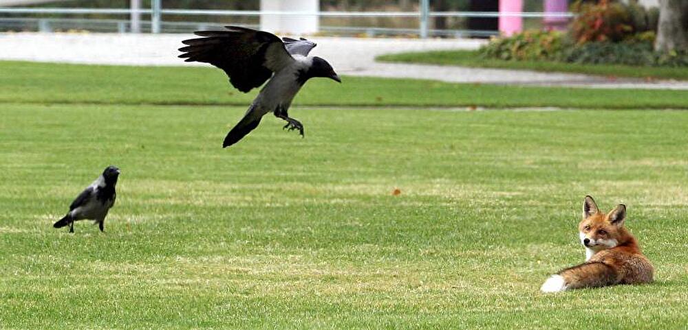 Fuchs im Garten vom Bundeskanzleramt