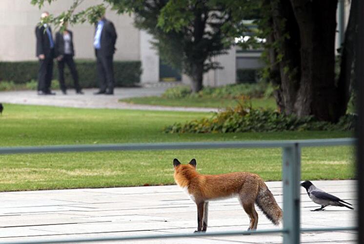 Fuchs im Garten vom Bundeskanzleramt