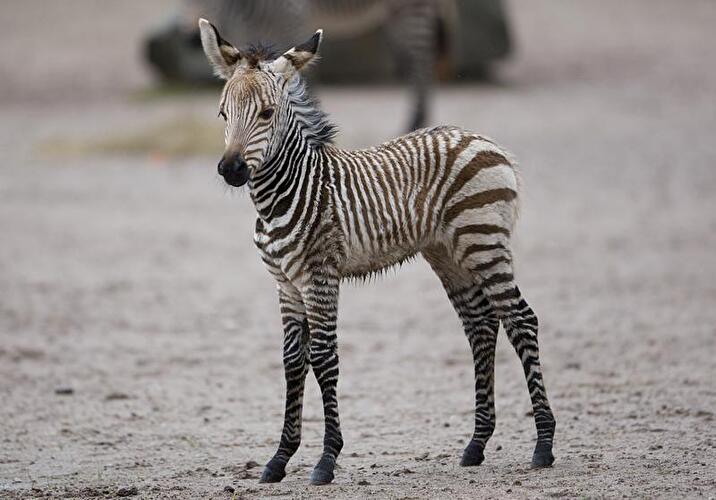 Bergzebra "Mira"