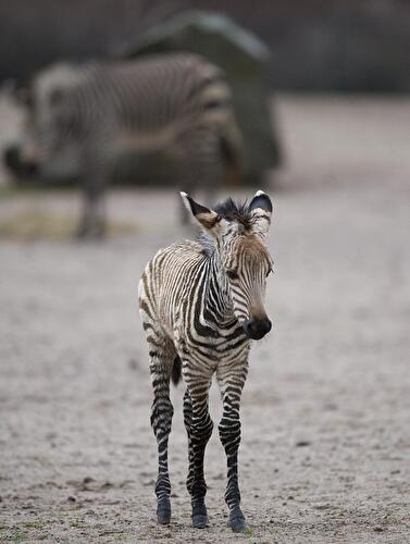 Bergzebra "Mira"