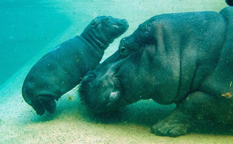 Flusspferd-Nachwuchs im Berliner Zoo