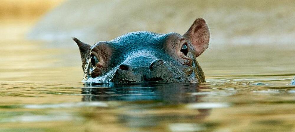 Flusspferd-Nachwuchs im Berliner Zoo