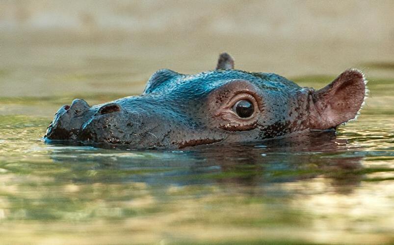 Flusspferd-Nachwuchs im Berliner Zoo