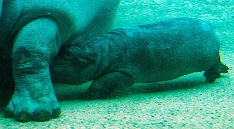 Flusspferd Kathi mit Nachwuchs