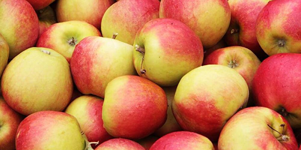 Apples After Harvest