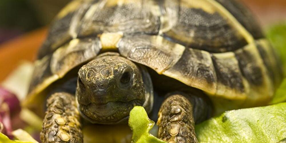 Schildkröte im Salat