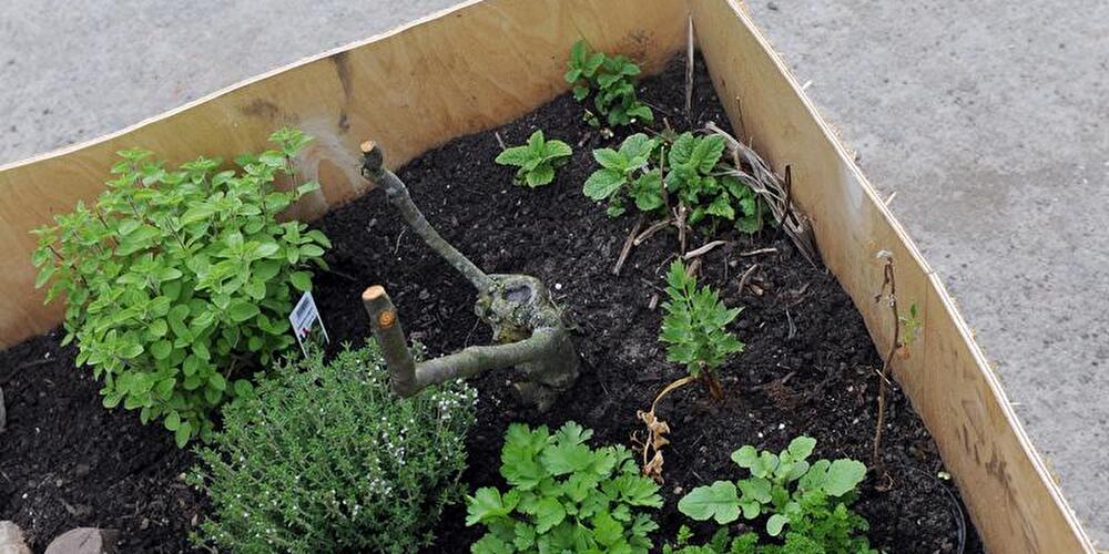 "Grünes Leben" in der Stadt ist wichtig