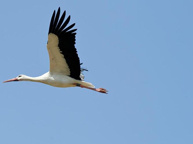 Fliegender Storch